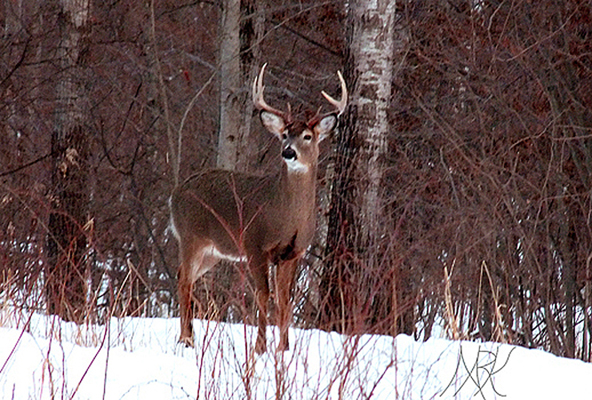 In Our Neighborhood/