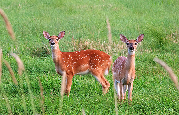 In Our Neighborhood/