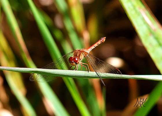 In Our Neighborhood/