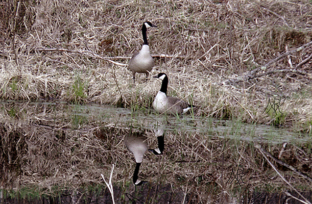 In Our Neighborhood/