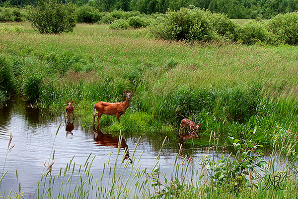 In Our Neighborhood/