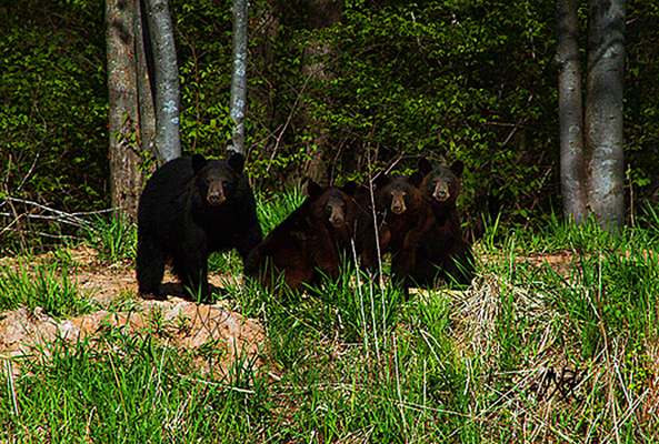 In Our Neighborhood/