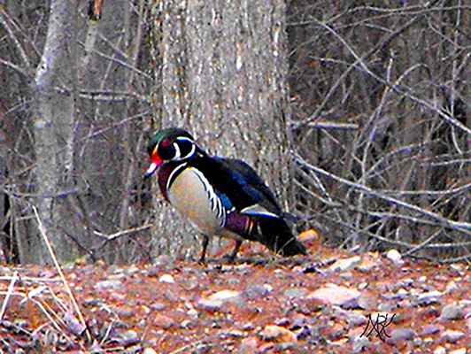 In Our Neighborhood/