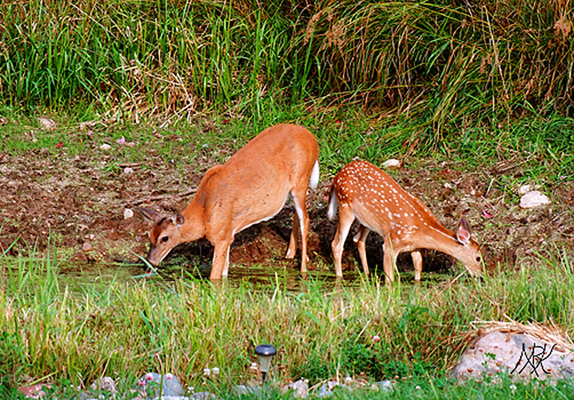 In Our Neighborhood/