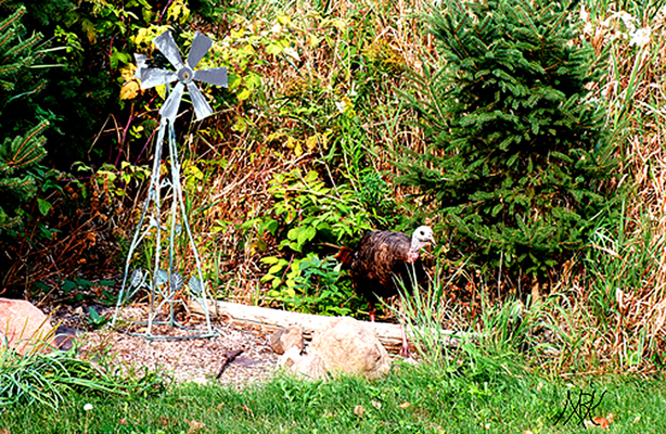 In Our Neighborhood/