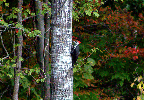 In Our Neighborhood/