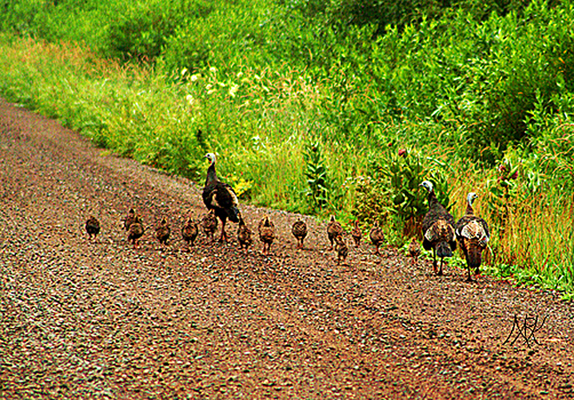 In Our Neighborhood/